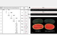 减少种子揭示创新西瓜育种技术